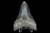 Serrated, Lower Megalodon Tooth - Georgia #78646-2